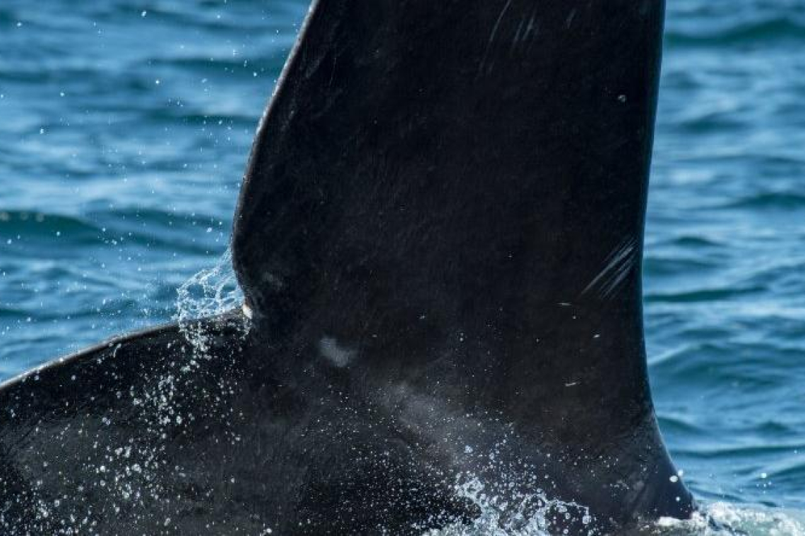 В Атлантике ученые обнаружили черных китов