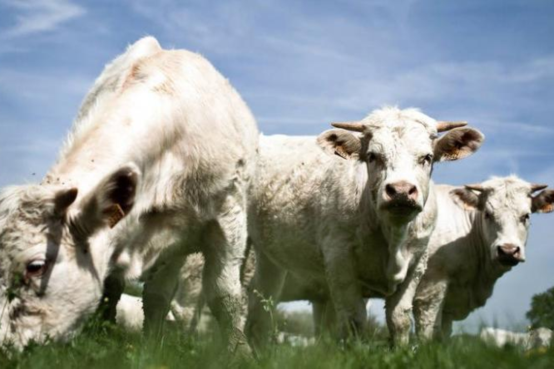 Во Франции запрещен импорт мяса с антибиотиками