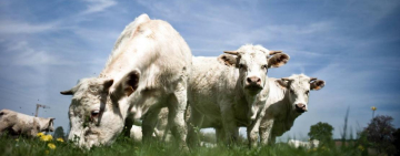 Во Франции запрещен импорт мяса с антибиотиками